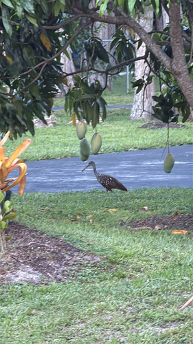 Limpkin