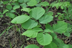 Styracaceae