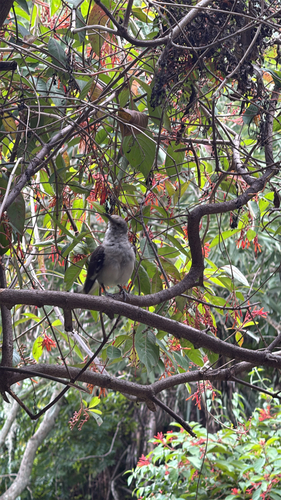 Northern Mockingbird