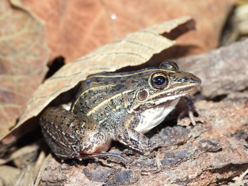 Joly's Frog, Leptodactylus jolyi