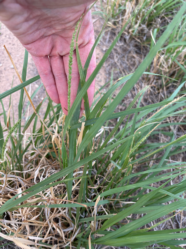 plains bristlegrass