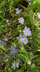 Chaetopappa asteroides
