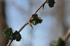 Ribes divaricatum divaricatum