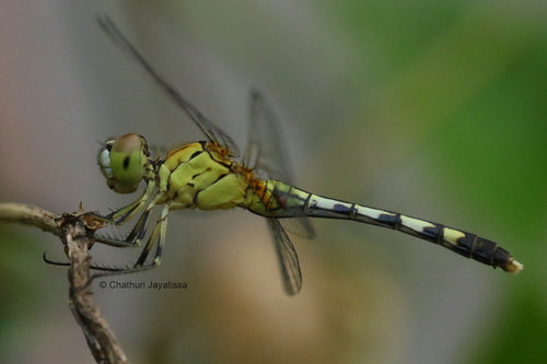 Chalky Percher, photo 2 of 10