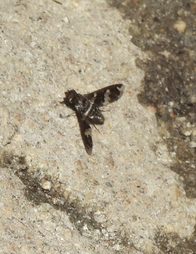 iNaturalist observation photo of Dorcadion Bee Fly