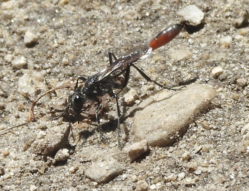 iNaturalist observation photo of Common Thread-waisted Wasp
