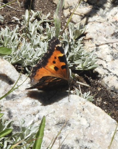 iNaturalist observation photo of California Tortoiseshell