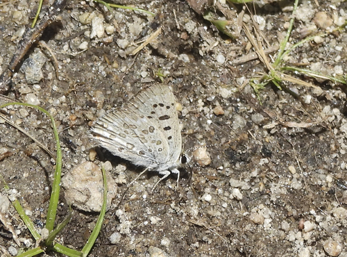 iNaturalist observation photo of Edith's Copper