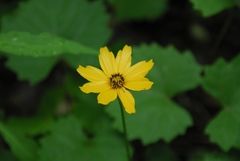 Coreopsis auriculata