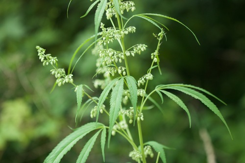 Cannabis