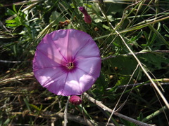 Convolvulus althaeoides althaeoides