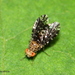 Homoneura trypetoptera - Photo (c) Chathuri Jayatissa, some rights reserved (CC BY-NC), uploaded by Chathuri Jayatissa