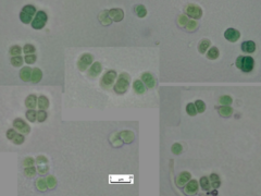 Chroococcus turgidus