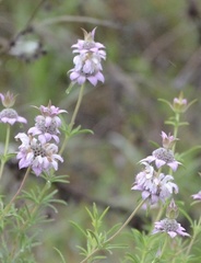 Monarda fruticulosa