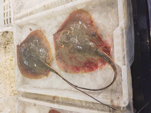 Bennett's stingray (Hemitrygon bennettii) — Dasyatidae — 3