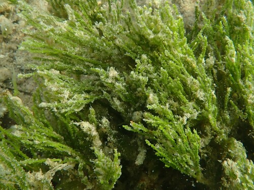 Caulerpa cupressoides observed 2026-07-14