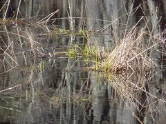 Lithobates kauffeldi
