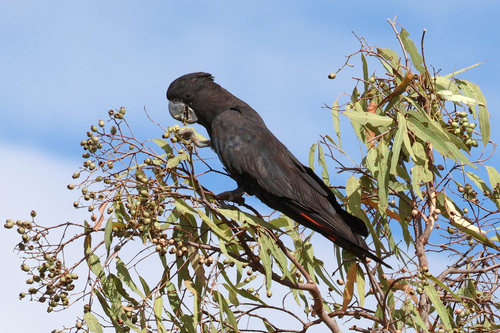 Northern Red-tailed Black Cockatoo