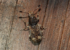 Eucorynus crassicornis