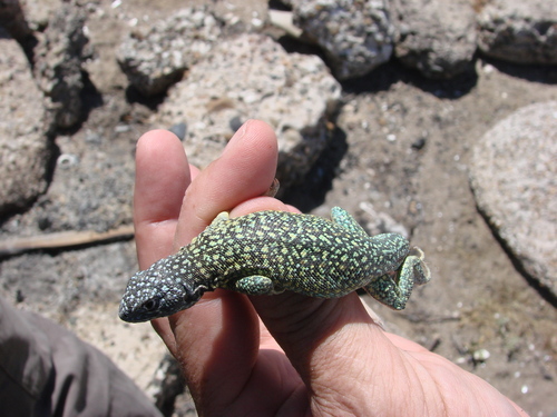 Liolaemus xanthoviridis
