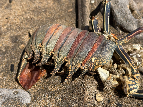 Panulirus, 2026-07-23