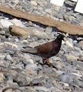 Columba livia domestica
