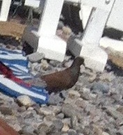 Columba livia domestica