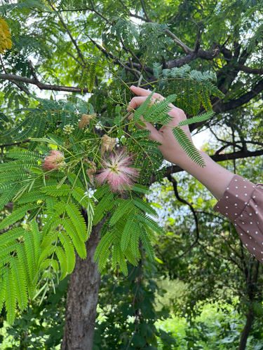Persian silk tree