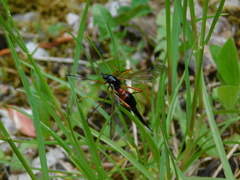 Tanyptera atrata