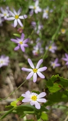 Chaetopappa asteroides