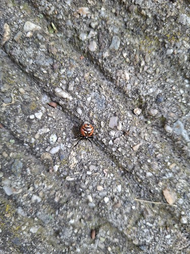 Napoleon Spider