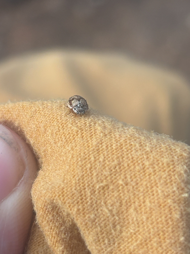 iNaturalist observation photo of Painted Lady Beetle