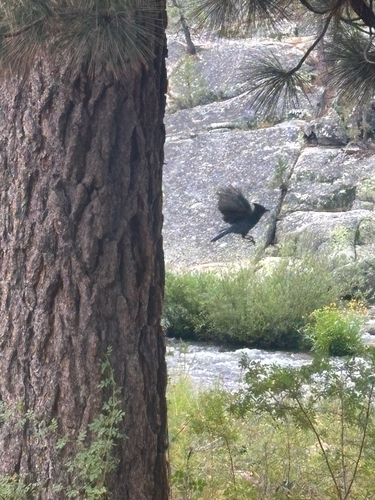 iNaturalist observation photo of Steller's Jay