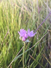 Allium unifolium