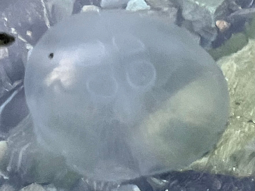 Common Moon Jelly
