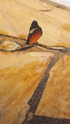 Red Cracker