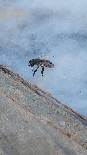 Western Honey Bee