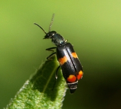 Anthocomus fasciatus