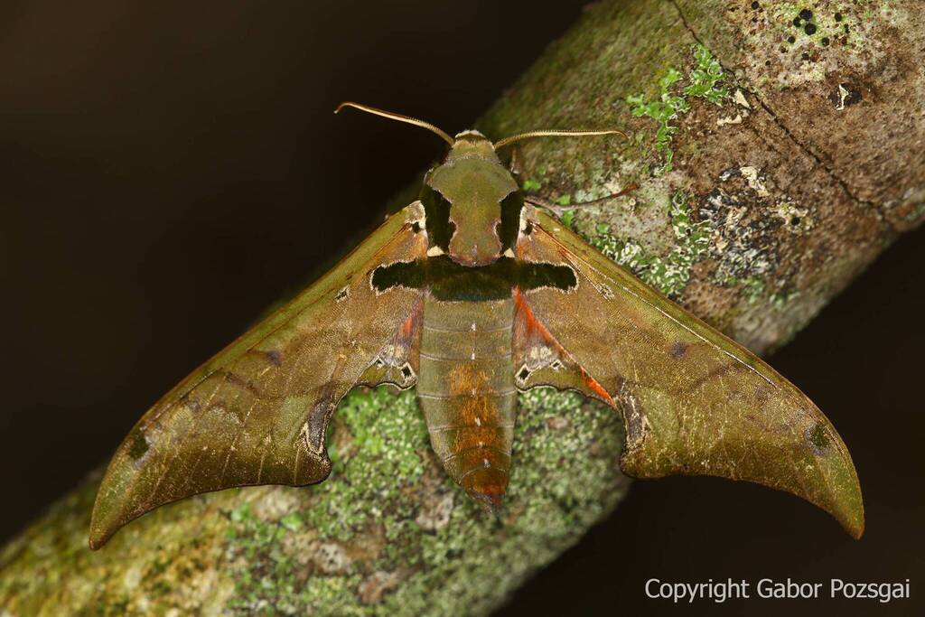 Orecta comus