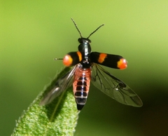 Anthocomus fasciatus