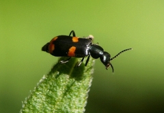 Anthocomus fasciatus