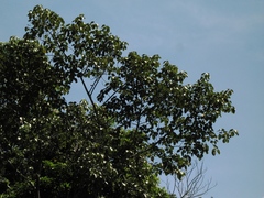 Ficus ypsilophlebia