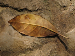 Ficus pertusa
