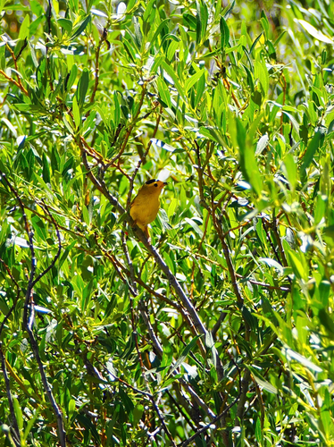 iNaturalist observation photo of Wilson's Warbler