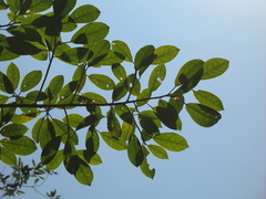 Ficus pertusa