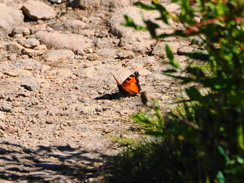 iNaturalist observation photo of California Tortoiseshell