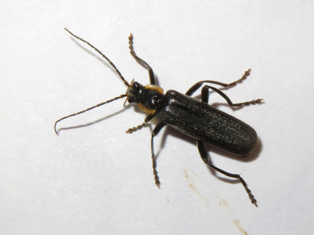 Cantharis paradoxa