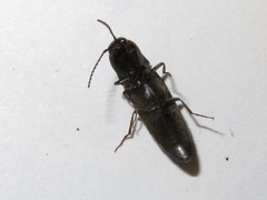 Ectinus aterrimus