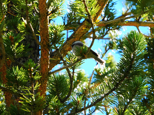 iNaturalist observation photo of Mountain Chickadee