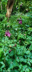Aquilegia vulgaris